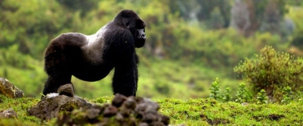 Le singe qui partage ses bananes